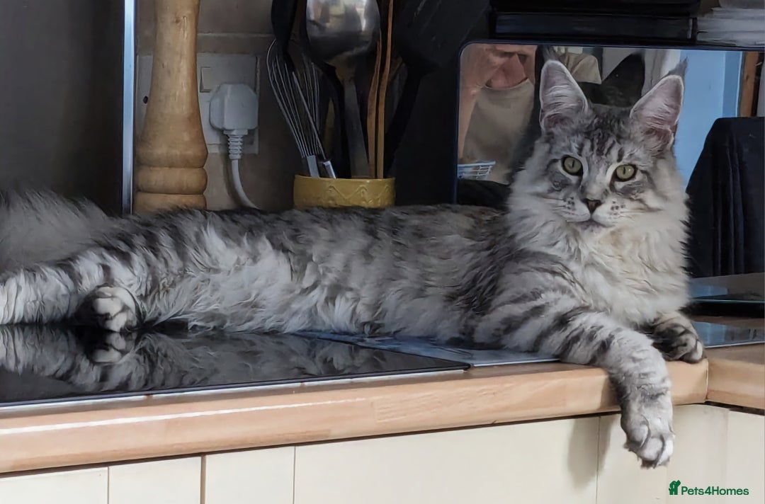 Maine Coon cats for sale: Maine Coon Kitten - Image 4