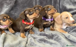 Miniature Dachshund dogs for stud: ⭐️⭐️⭐️KC MINIATURE DACHSHUND FOR STUD⭐️⭐️  in Southampton - Image 9