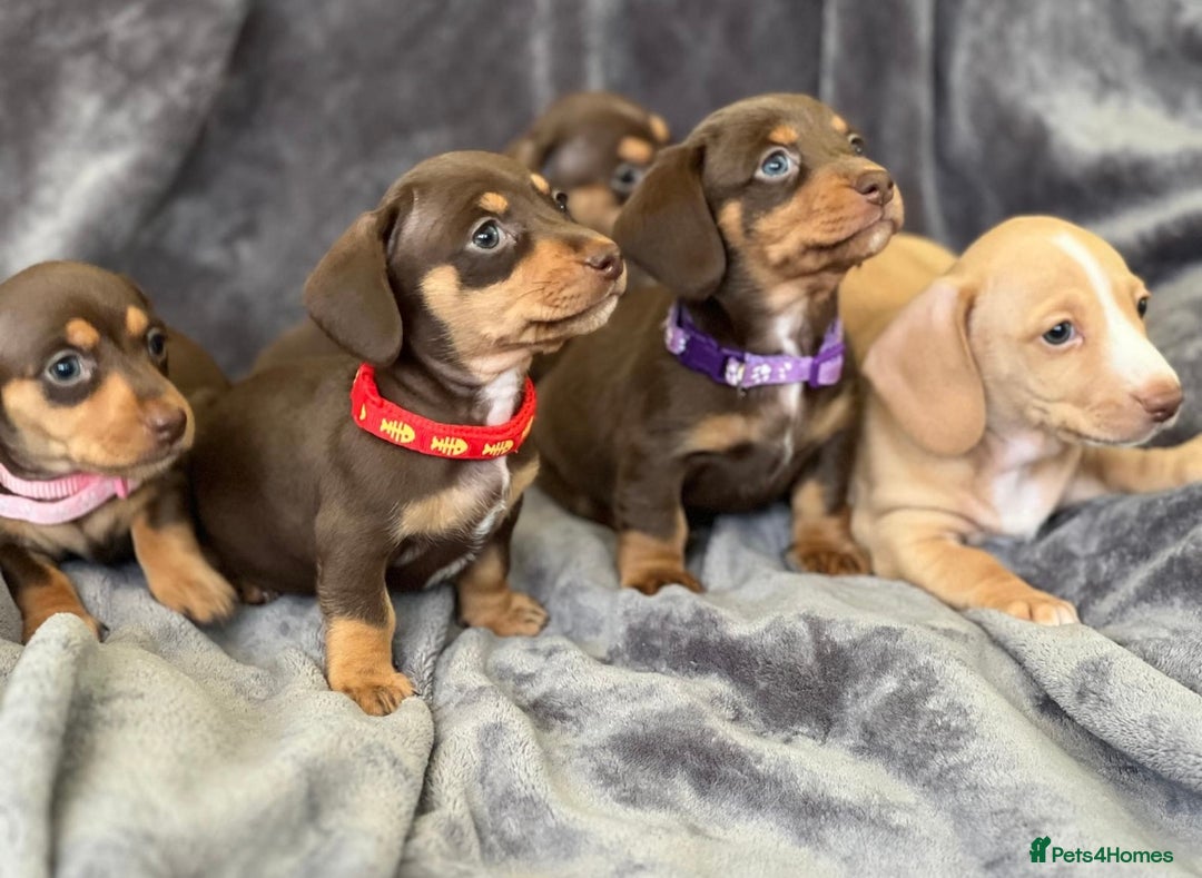 Miniature Dachshund dogs for stud: ⭐️⭐️⭐️KC MINIATURE DACHSHUND FOR STUD⭐️⭐️  in Southampton - Image 9