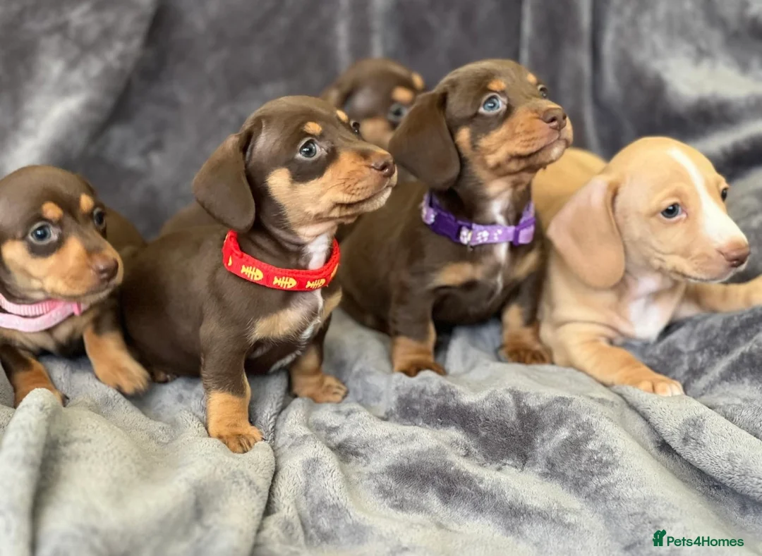 Miniature Dachshund dogs for stud: ⭐️⭐️⭐️KC MINIATURE DACHSHUND FOR STUD⭐️⭐️  in Southampton - Advert 9
