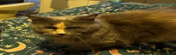 Maine Coon cats for sale: Maine Coon girl looking for retirement home - Advert 5
