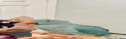 Ringnecks birds for sale: Blue Indian Ringneck - 8 Months Old - Full Setup in Milton Keynes - Advert 2
