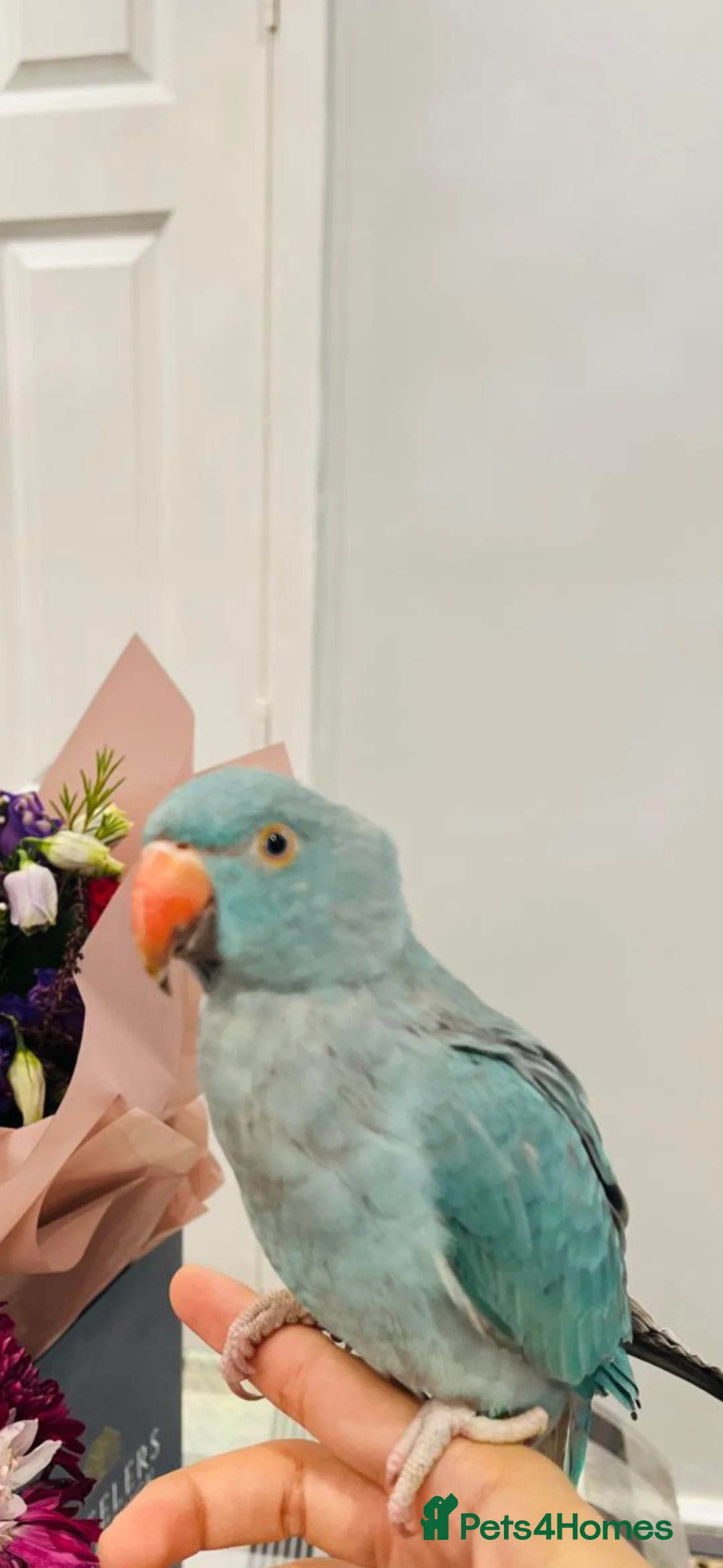 Ringnecks birds for sale: Blue Indian Ringneck - 8 Months Old - Full Setup in Milton Keynes - Advert 2