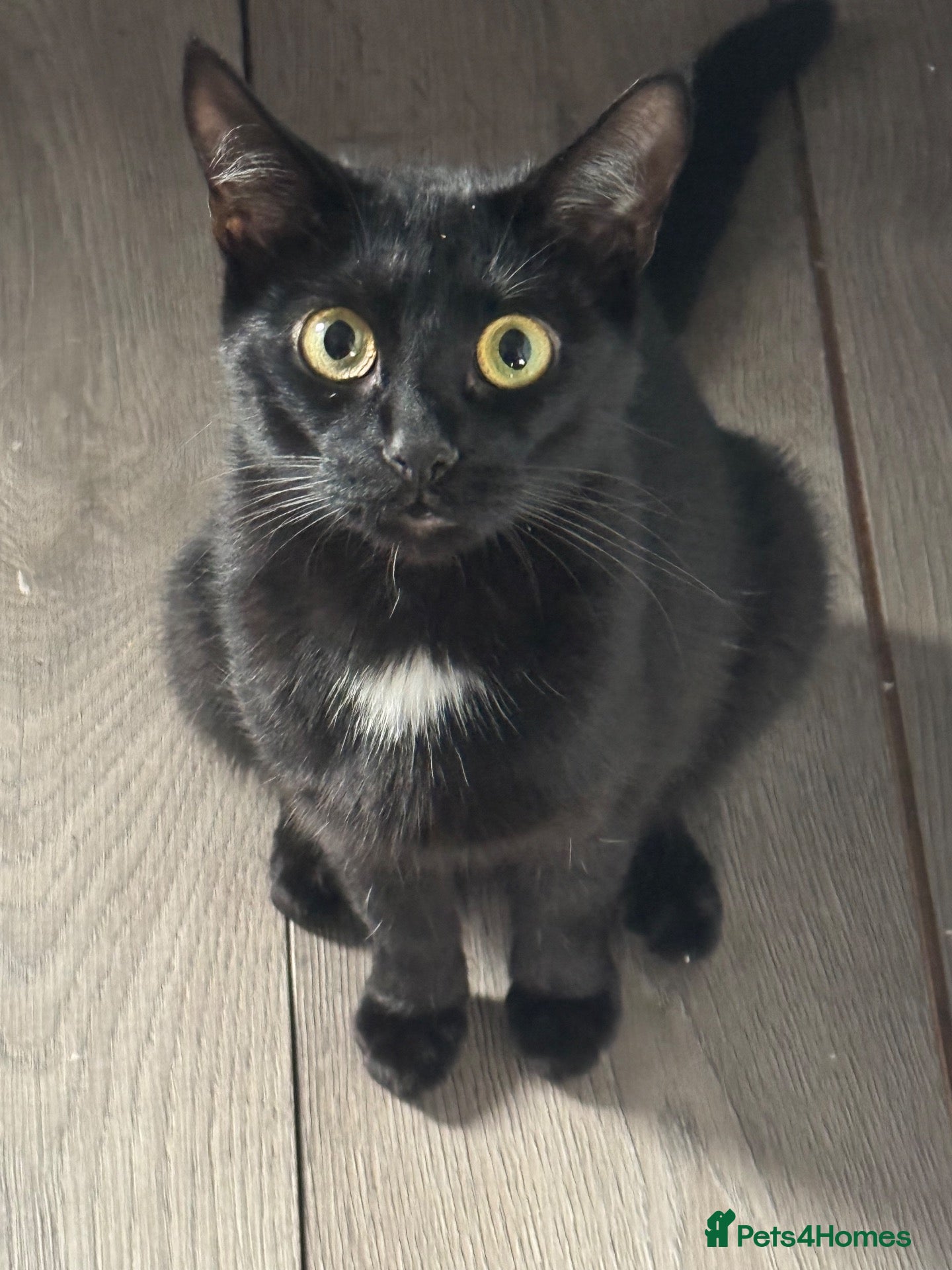 British Longhair cats Gorgeous kittens for sale  - Advert 9