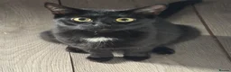 British Longhair cats for sale: Gorgeous kittens for sale  - Advert 1