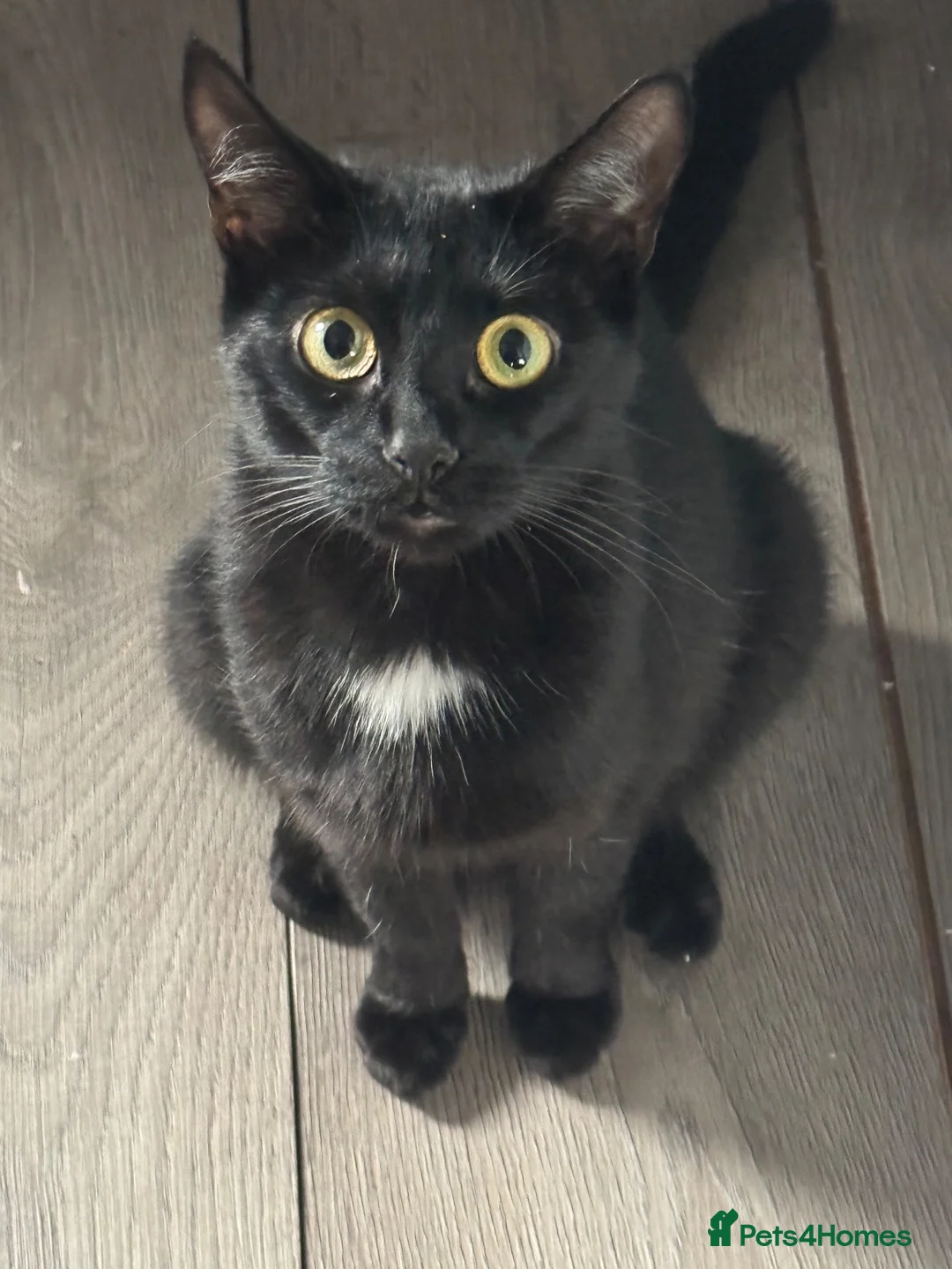 British Longhair cats for sale: Gorgeous kittens for sale  - Advert 1