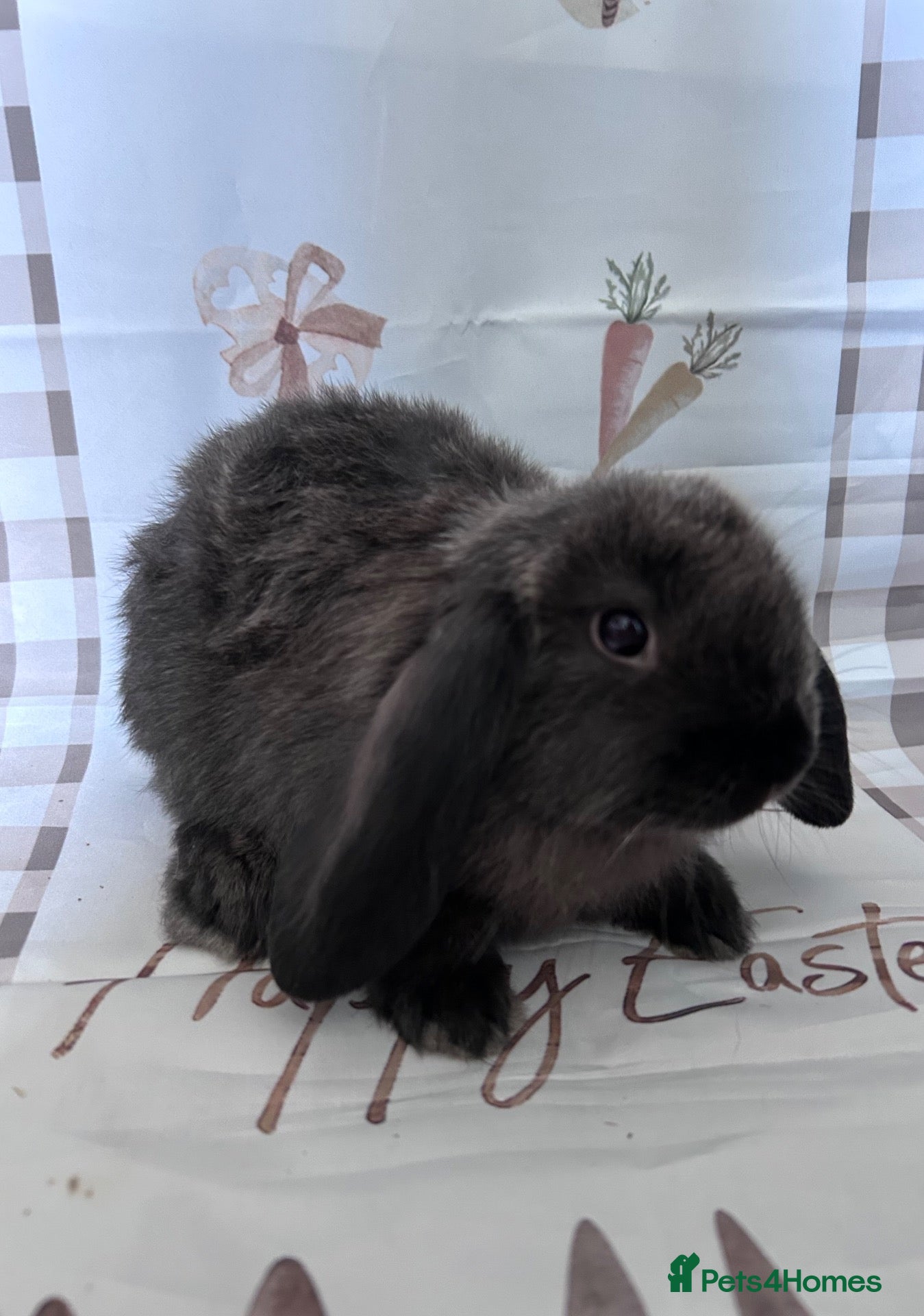Mini Lop rabbits Mini lops x3  - Advert 12