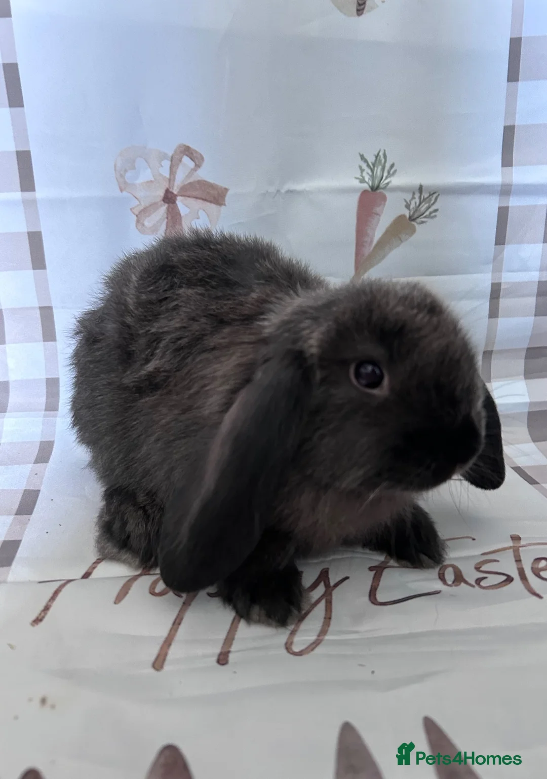 Mini Lop rabbits for sale: Mini lops x3  - Advert 3