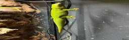 Gecko reptiles for sale: Breeding Pair - Giant Madagascan Day Gecko in Northampton - Advert 3