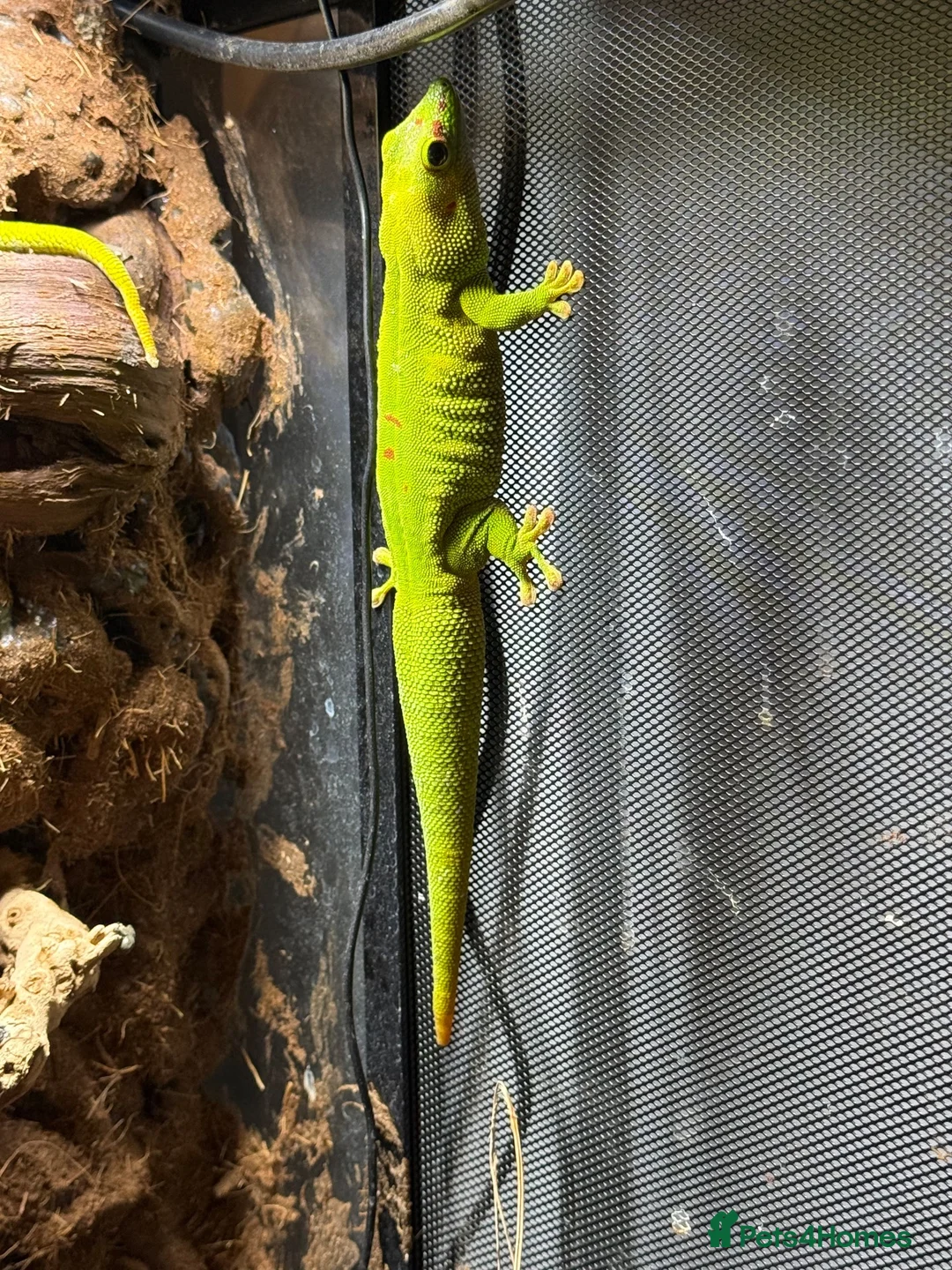 Gecko reptiles for sale: Breeding Pair - Giant Madagascan Day Gecko in Northampton - Advert 3