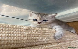 Persian cats for sale: Silver and Cream chinchilla Persian cross kittens - Image 4