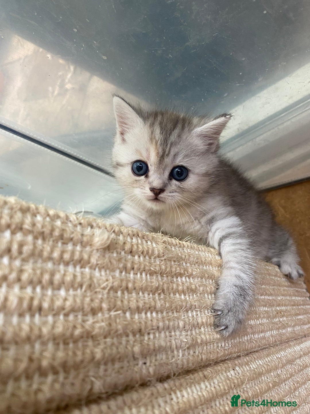 Persian cats for sale: Silver and Cream chinchilla Persian cross kittens - Image 4