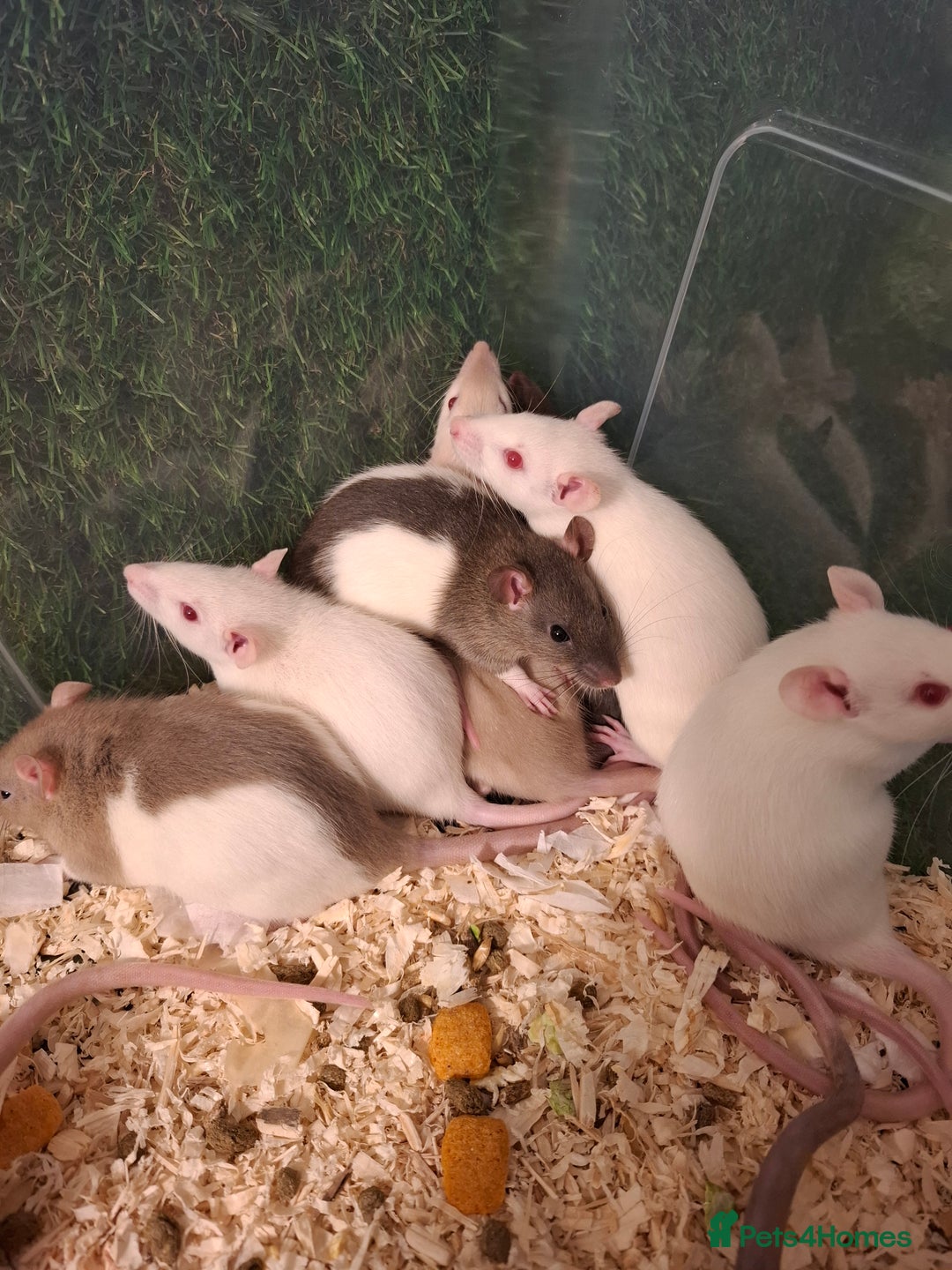 Rat rodents for sale: BABY RATS READY NOW - Advert 7