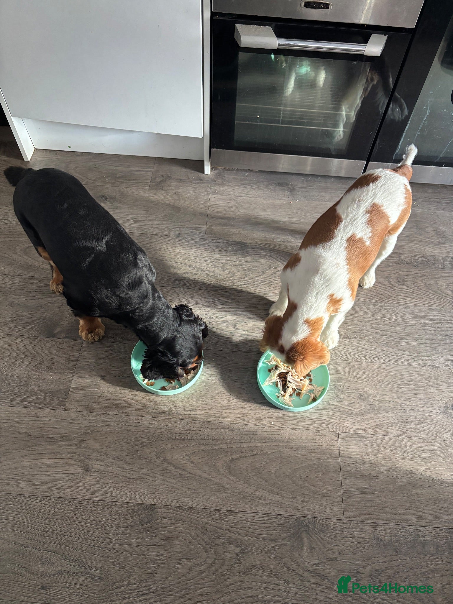 Cavalier King Charles Spaniel dogs  King Charles Cavalier Spaniels bonded pair - Advert 1