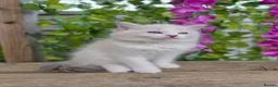 Ragdoll cats for sale: 💓please read🩵🏆European Champion lines 💫Tica - Advert 16
