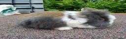 Lionhead rabbits for sale: Baby double main lionhead bunnies for sale  - Advert 7