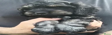American Cocker Spaniel 2
