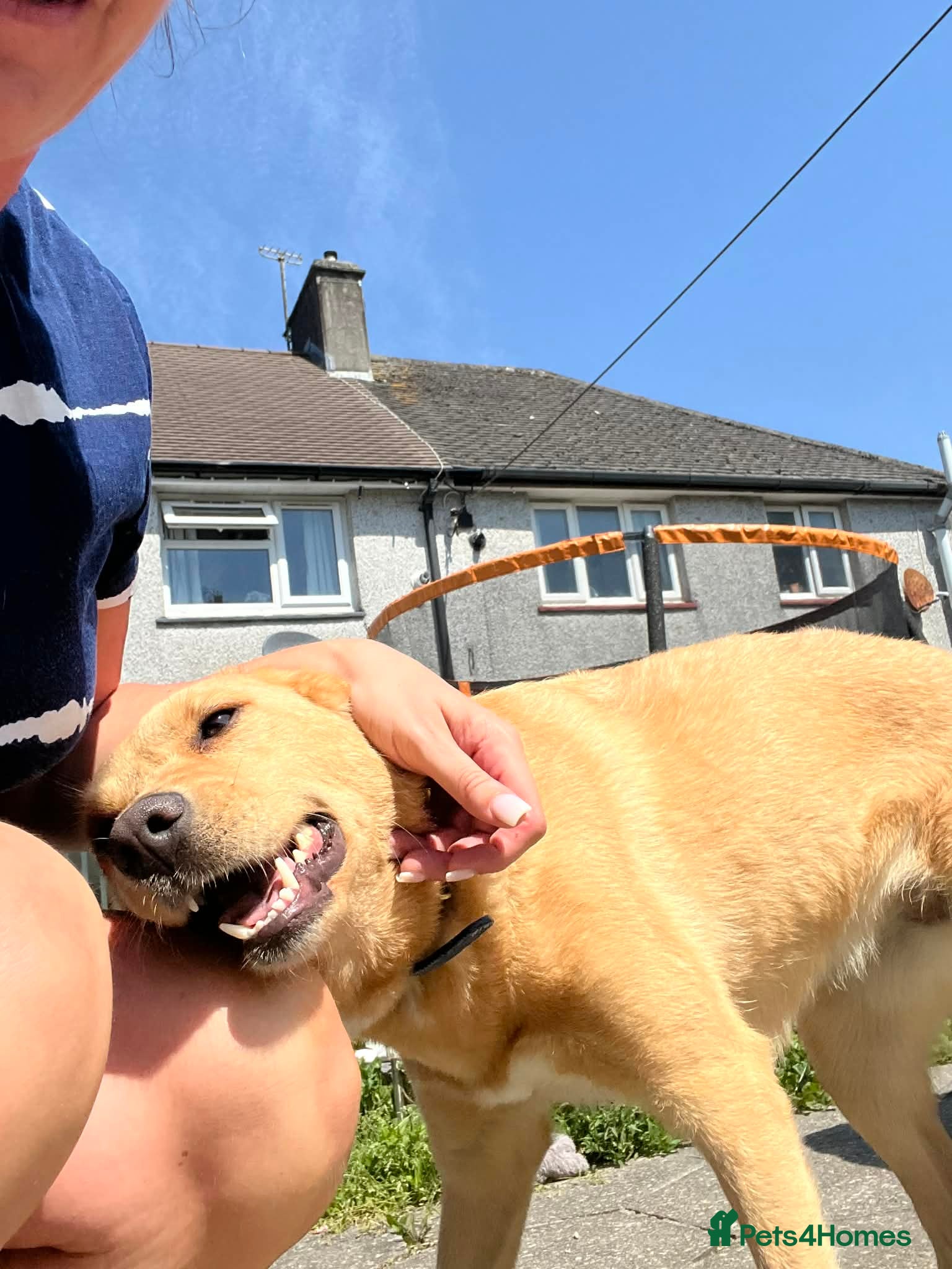 Mixed Breed dogs Sandy - Now ready for her forever home  - Advert 1