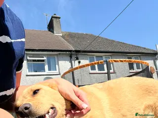Mixed Breed dogs Sandy - Now ready for her forever home - Advert 1