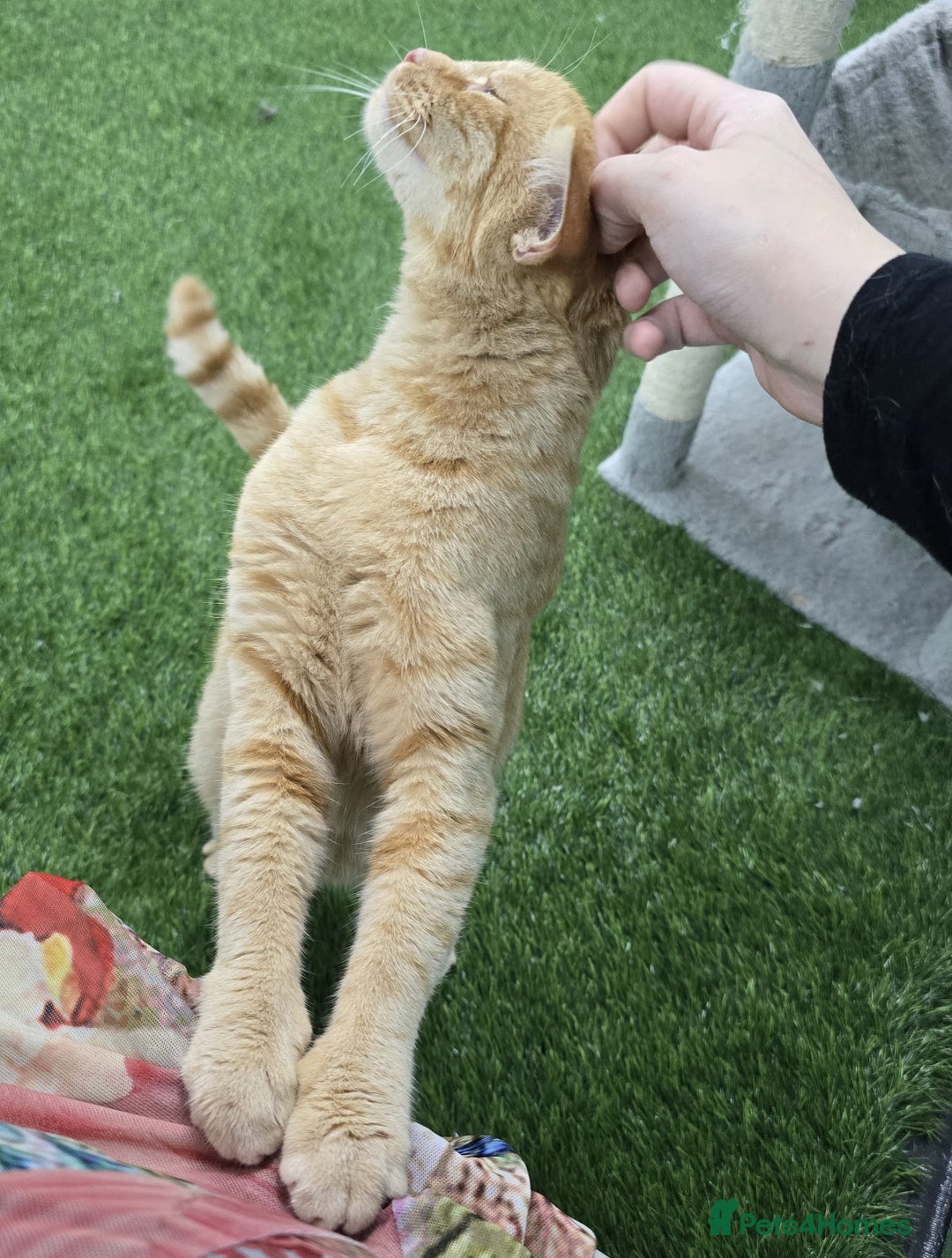 Mixed Breed cats for adoption: [Indoors Only] Lovely & affectionate Cuddlebugs - Image 4