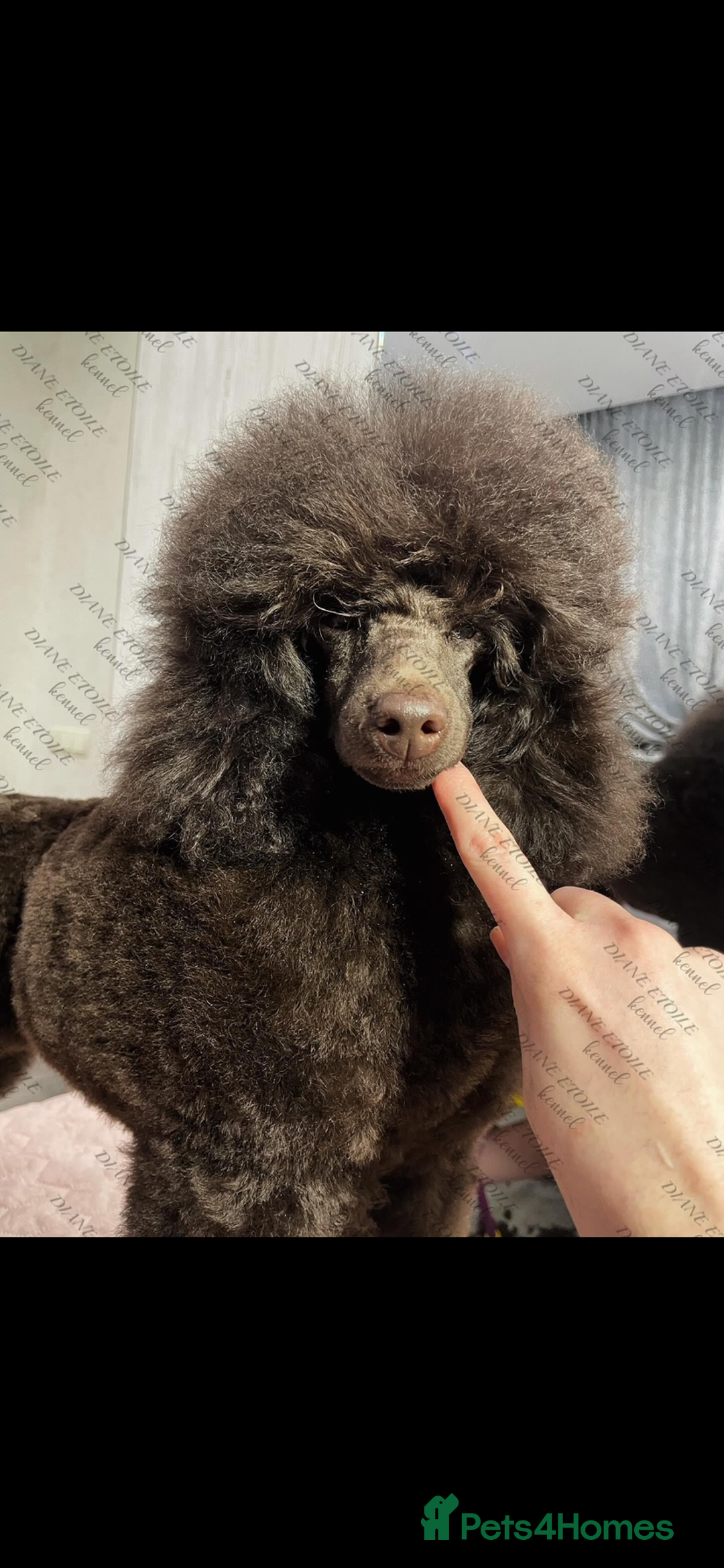 Cavapoo dogs for sale: 🐩 Stunning Chocolate KC Poodle – Lorde– 🐩 - Image 5