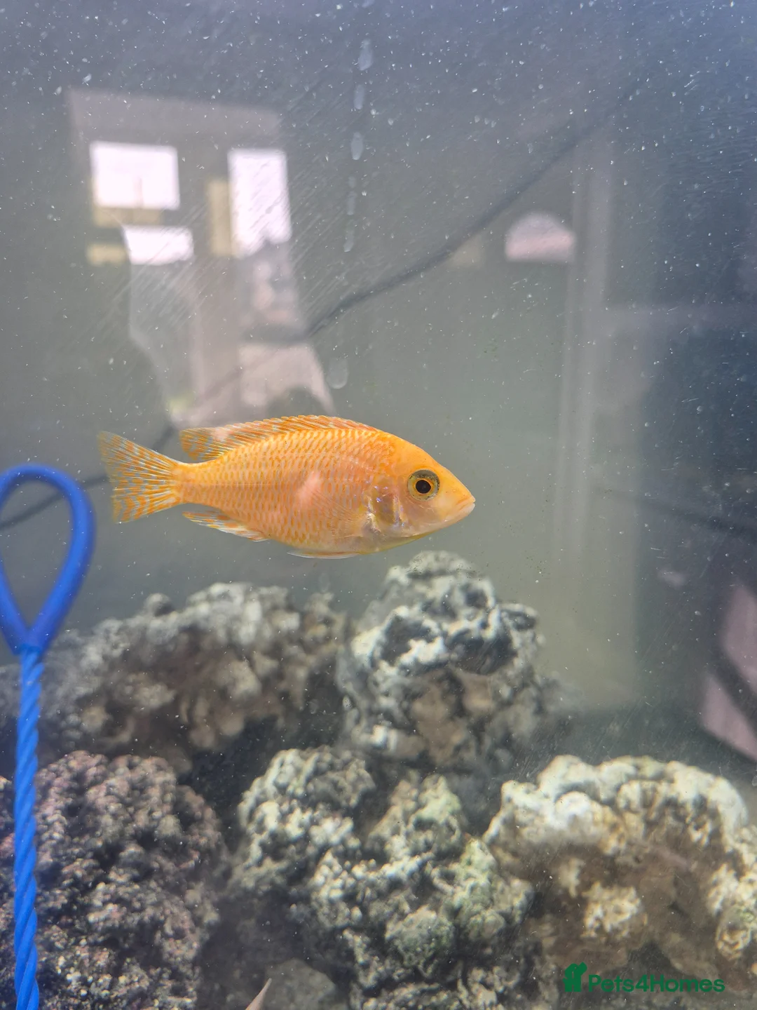 Cichlids fish for sale: African cichlids  - Advert 4