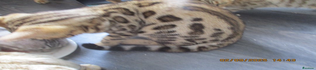 Bengal Kitten 1