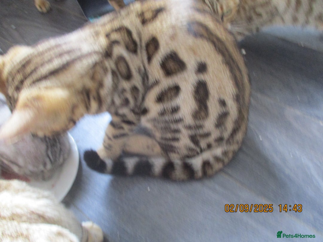 Bengal cats for sale: pedigree male bengals - Image 5