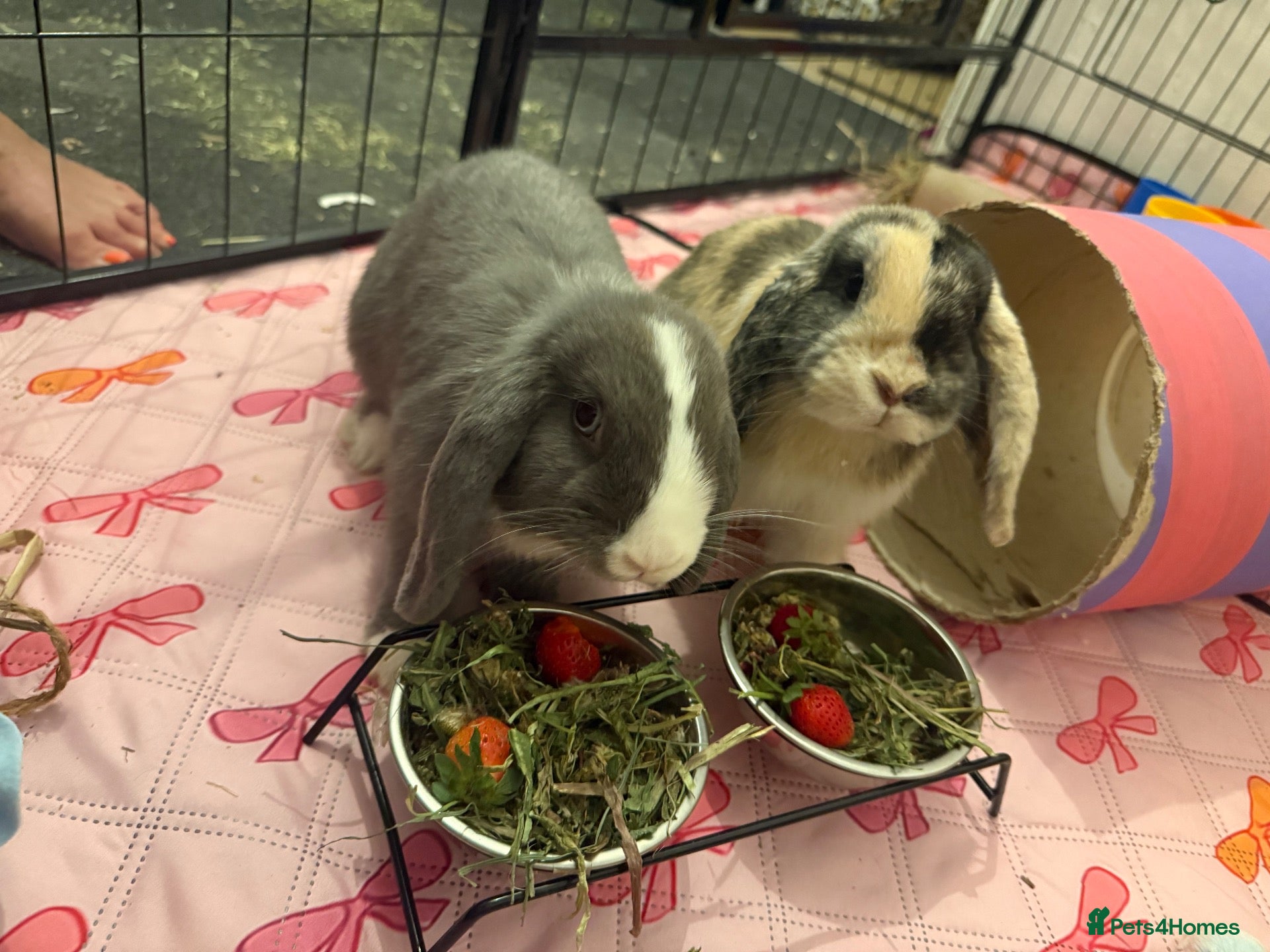 English Lop rabbits Bluey and bingo sisters - Advert 1