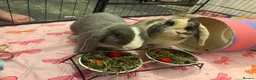 English Lop rabbits for sale: Bluey and bingo sisters - Advert 1