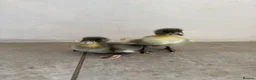 Ducks poultry for sale: Day old runner ducklings  - Advert 2