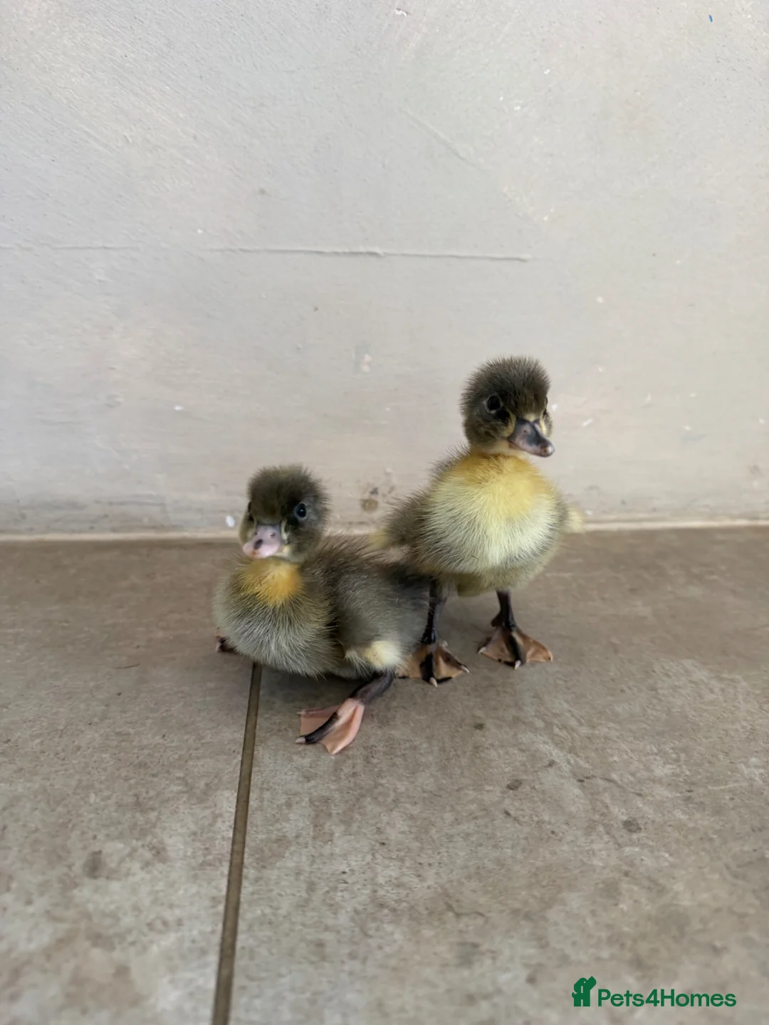 Ducks poultry for sale: Day old runner ducklings  - Advert 2