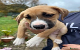 Mixed Breed dogs for sale: Staffy x Australian Kelpie  - Image 5