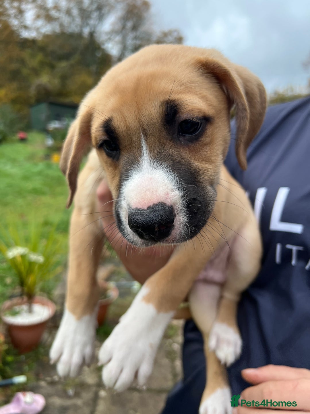 Mixed Breed dogs for sale: Staffy x Australian Kelpie  - Image 5