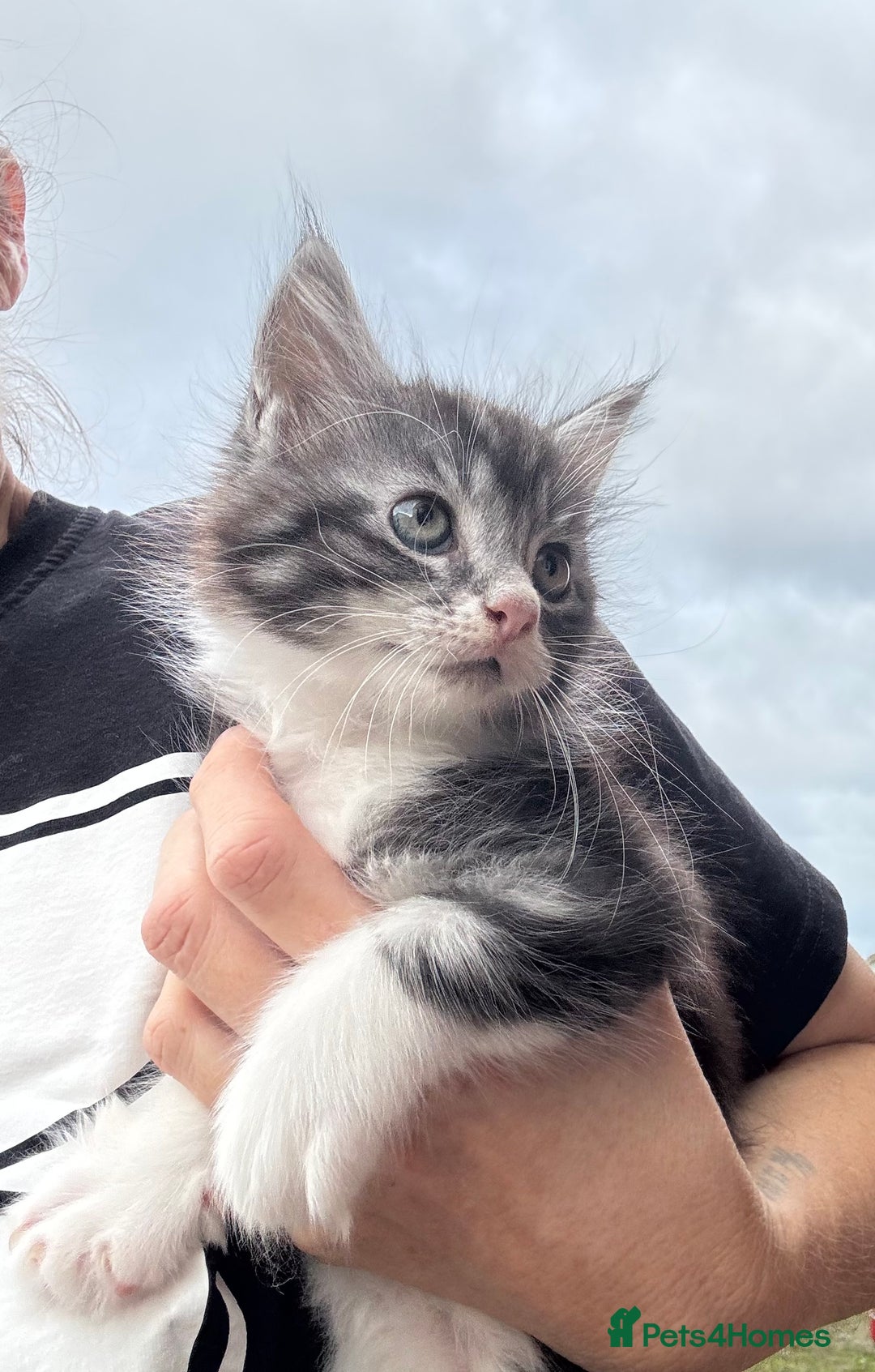 Maine Coon cats for sale: Stunning Maine Coon kittens ready now - Image 4