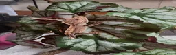 Gecko reptiles for sale: Crested geckos for sale🦎 - Advert 5