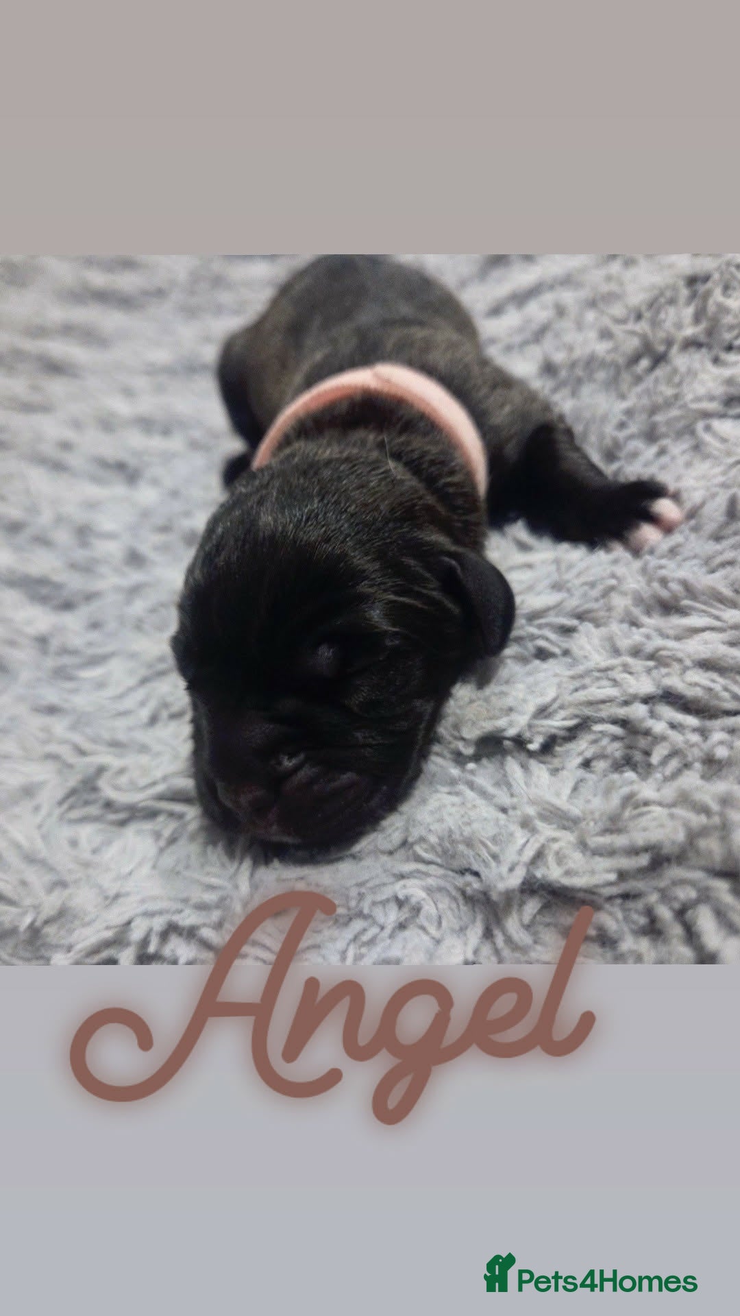 Mixed Breed dogs for sale: Cane Canario Puppies - Advert 10