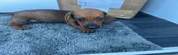 Miniature Dachshund dogs for sale: 5 Mini Dachshund Puppies  - Advert 11