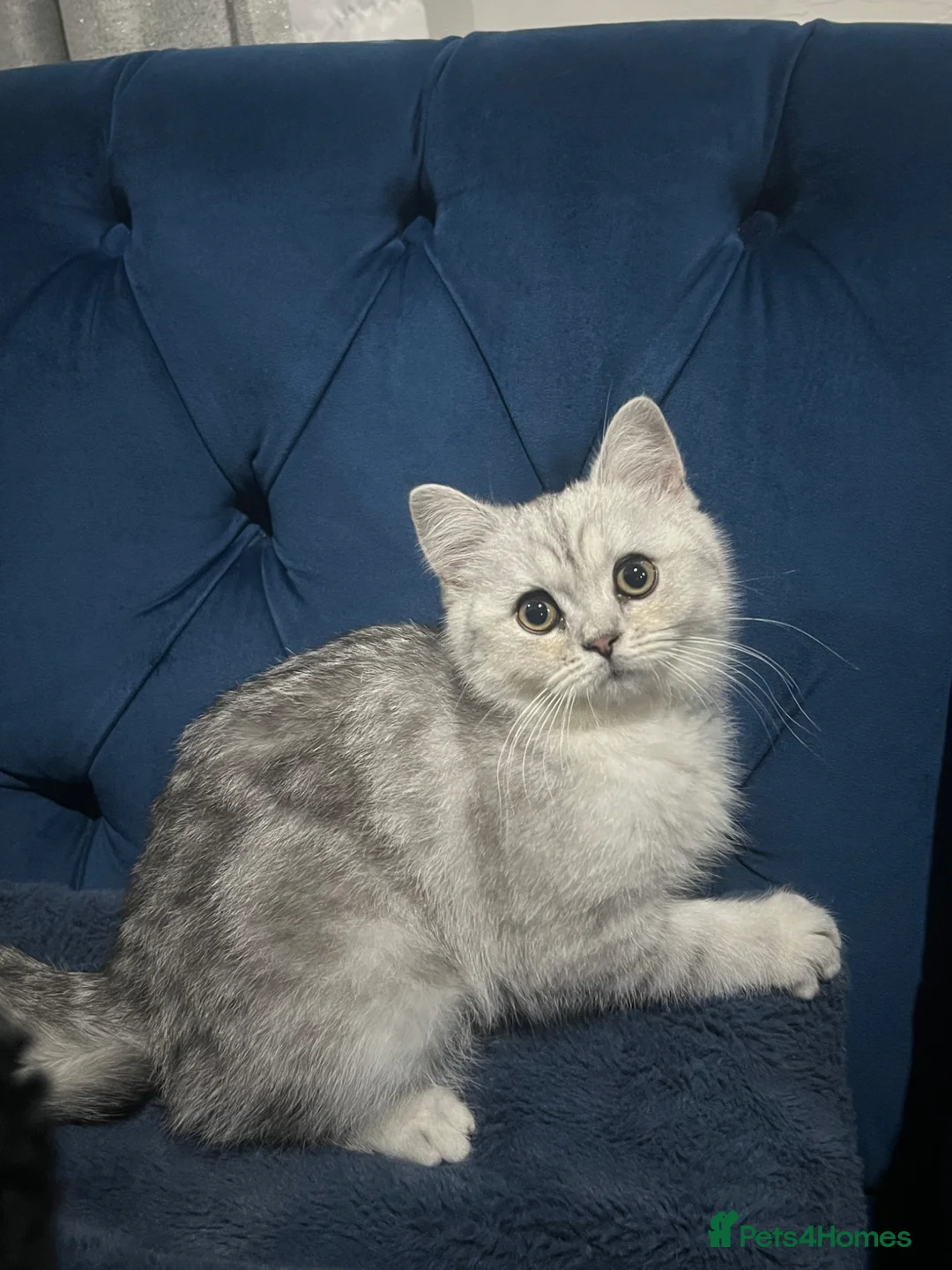 British Shorthair cats for sale: Last Male British shorthair - Advert 8