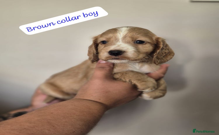 Cocker Spaniel dogs - Advert 8