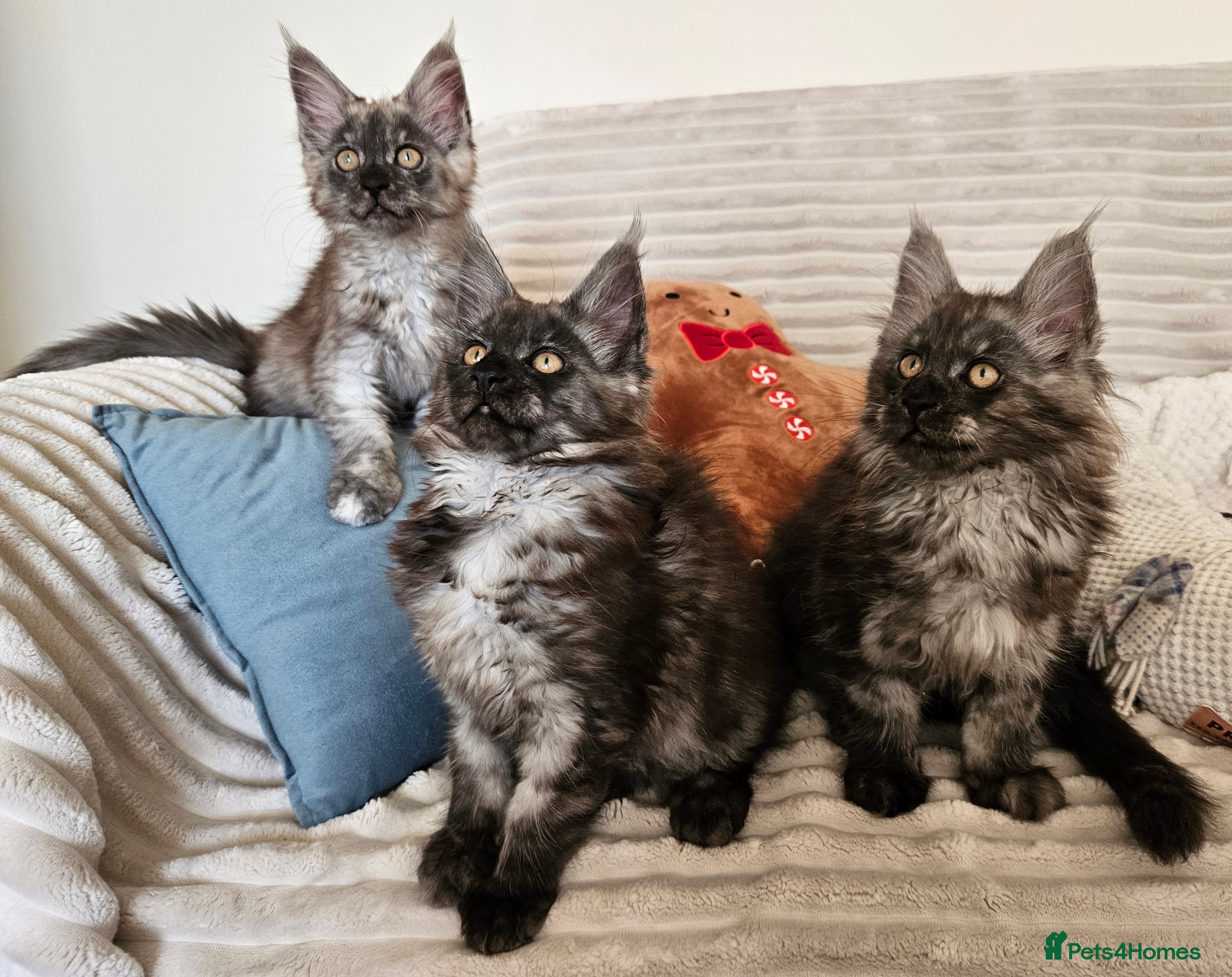 Maine Coon cats Maine coon kittens  - Advert 6