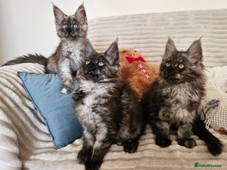 Maine Coon cats Maine coon kittens - Advert 6