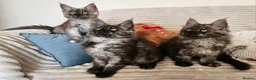 Maine Coon cats for sale: Maine coon kittens  - Advert 7