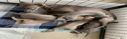 Italian Greyhound dogs for sale: Beautiful KC Registered Italian greyhounds - Advert 4