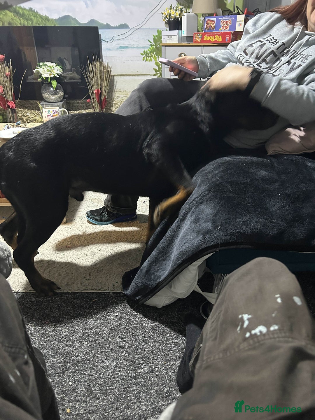 Rottweiler dogs for sale: Dexter - Advert 2