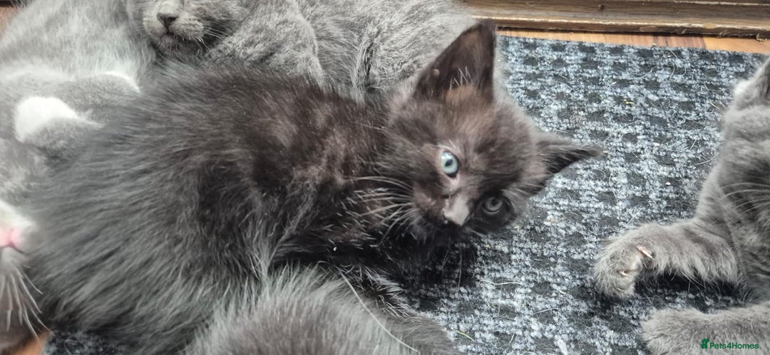 Ragdoll cats for sale: Randoll X Kittens - Image 3