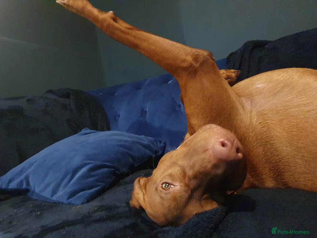 Hungarian Vizsla dogs for sale: Hungarian Vizsla Puppies - Coming Soon! - Advert 6