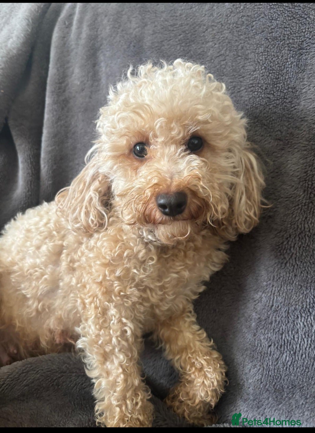 Toy Poodle dogs Beautiful Toy Poodle Puppies - Advert 1