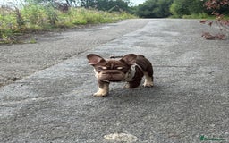 French Bulldog dogs for sale: Kc reg male ** rojo frenchie fluffy carrier - Image 5
