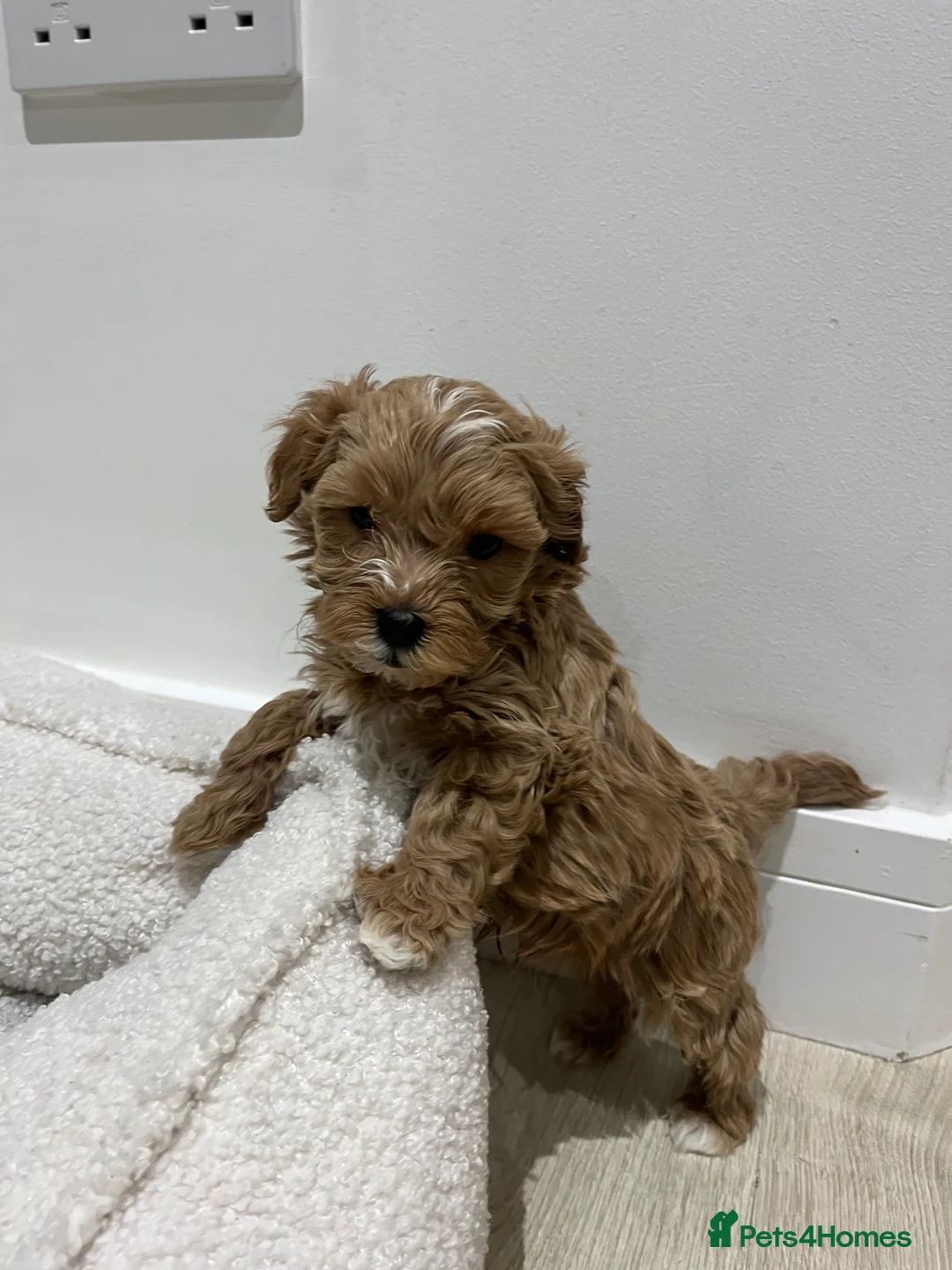Maltipoo dogs for sale: Gorgeous Maltipoo Pups looking for their new home  - Advert 12
